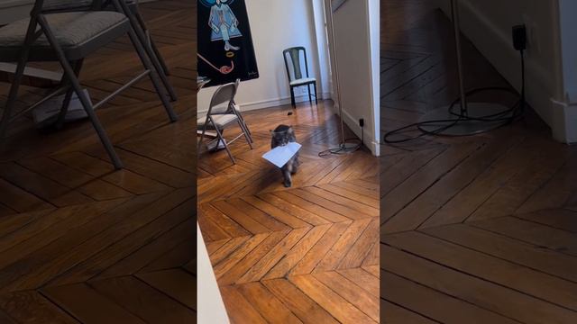 Rapidsave_com_this_cat_brings_all_the_letters_that_comes_under_sfio3ighptqb1