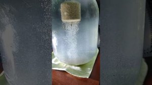 Работа моего технопланктона. В этом технопланктоне замена гороховая мука на другой ингредиент.