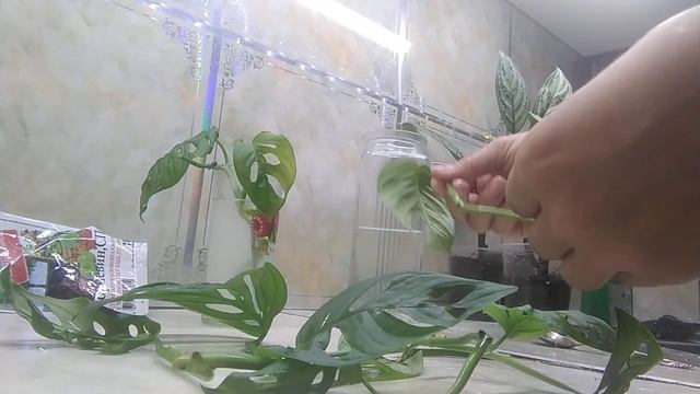 цветы черенкование Монстера Манки. спасение цветка