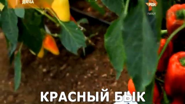 Дача. 2016-01-22 смотреть онлайн
