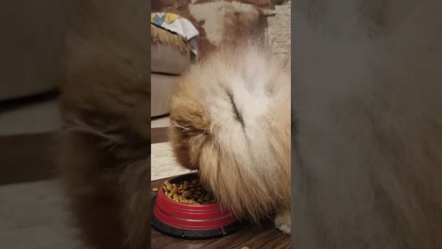 Микки уже большой мальчик. 7 лет это уже мужчинка. смотреть онлайн