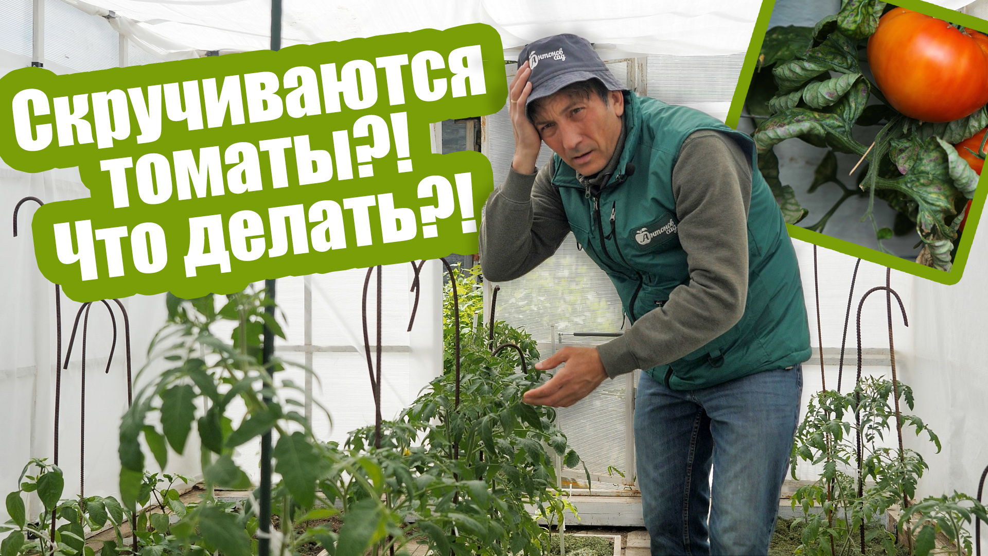 Из-за этого скручиваются листья томатов! 5 главных причин! смотреть онлайн