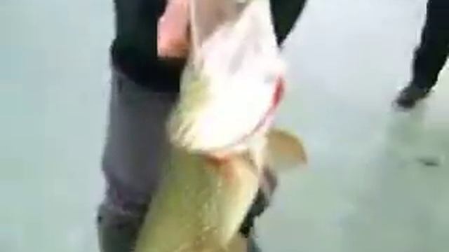 ЗИМНЯЯ РЫБАЛКА НА ЛИМАНЕ ЧУМЯНОМ смотреть онлайн
