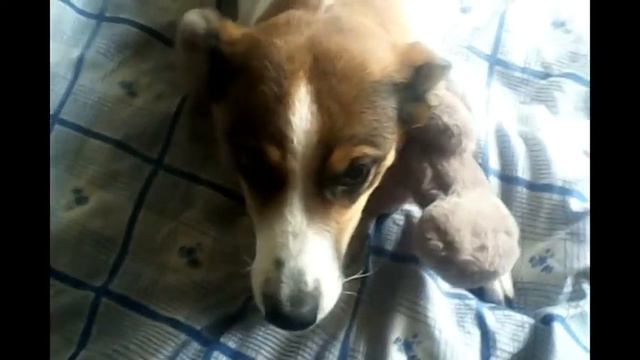 Жадная собака смотреть онлайн