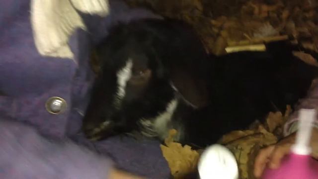 Спасаем нашу любимую козочку Марту.Она молоденькая объелась травы на лугу, и что-то не то съела. смотреть онлайн