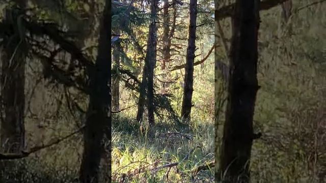 Oregon state, Elks. Самый крупный олень Орегона! смотреть онлайн