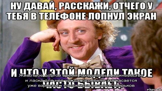 Кусаются ли морские свинки смотреть онлайн