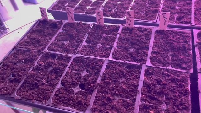 Starting Perennial Asters, Annual Asters, and Baptisia From Seed for My Cut Flower Farm. смотреть онлайн
