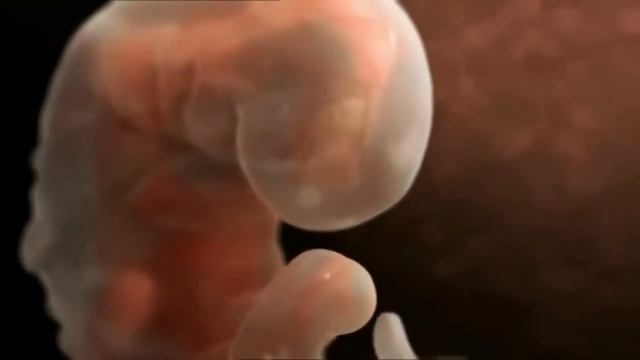 Как происходит зачатие и развитие ребёнка 1 online video cutter com 1 смотреть онлайн
