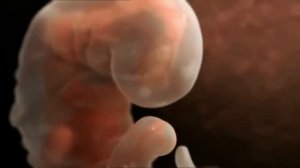 Как происходит зачатие и развитие ребёнка 1 online video cutter com 1