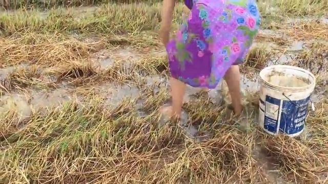 Удивительные Красивые девушки рыбалка в Баттамбанг Камбоджа Традиционное рыболовство (# 11)