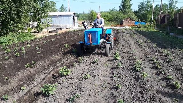 Окучивание картофеля у Леонида Шитова смотреть онлайн