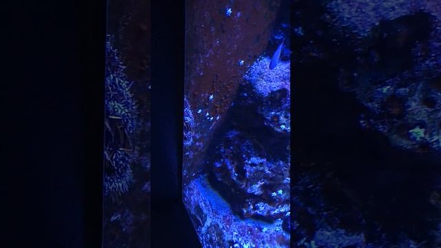 08 Panulirus ornatus Apogon leptacanthus Aquarium Berlin 2017 смотреть онлайн