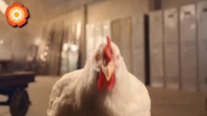 FUNNY CHICKEN DANCE 2 │ Chicken Song & Videos 2021 | Chicken Dance