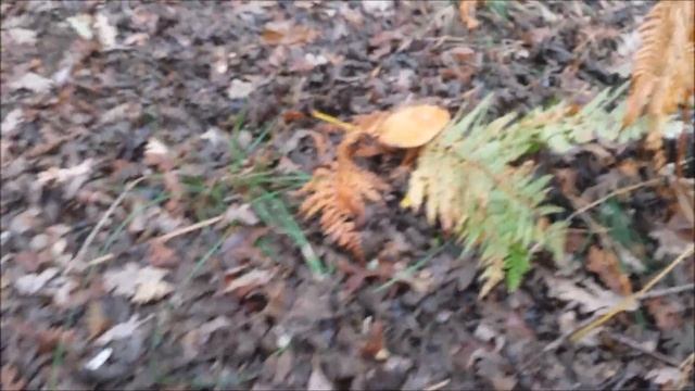 Boletus edulis _ Funghi porcini смотреть онлайн
