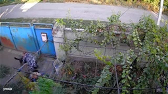 ДРАКА СОБАК! Видео с камеры видеонаблюдения! Боксер Тайсон атакует Мухтара! 18+ DOG FIGHT! смотреть онлайн