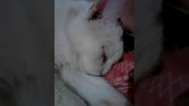 Хрипит кошка ахринет смотреть онлайн