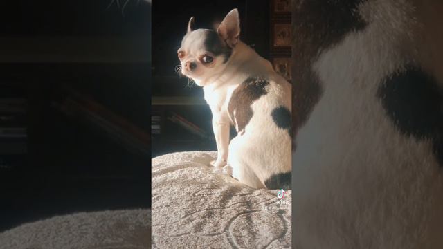 Я дуже сильно тебе люблю #чихуахуа #dog #ДосяЛана смотреть онлайн