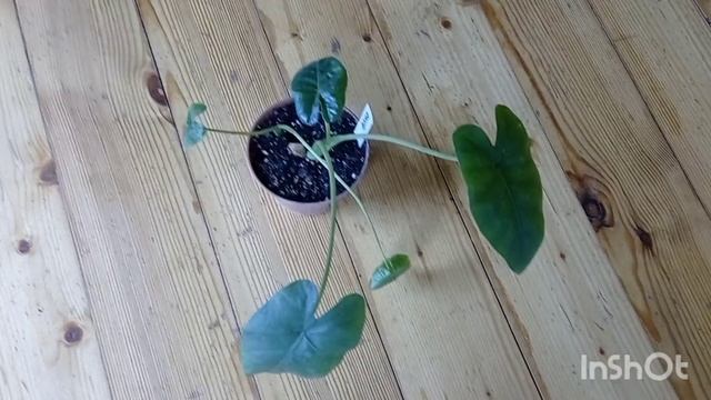 Алоказии, обзор покупок. Пересадка, начало адаптации алоказии на 20.02.2023 г.