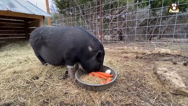 Cute Mini Pigs As Pets - 9 Cutest Facts About Teacup Pigs For Kids!