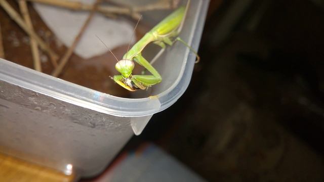 Обыкновенный богомол (Mantis religiosa) кушает смотреть онлайн