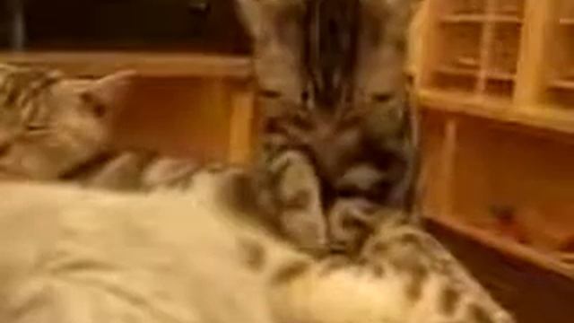 Тайский массаж. Правильная техника. С 1 Апреля!