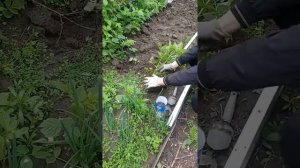 Пересадка молодых порослей малины весной