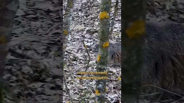 Почему манул такой неуловимый? #центрвоспроизводстваредкихвидов смотреть онлайн