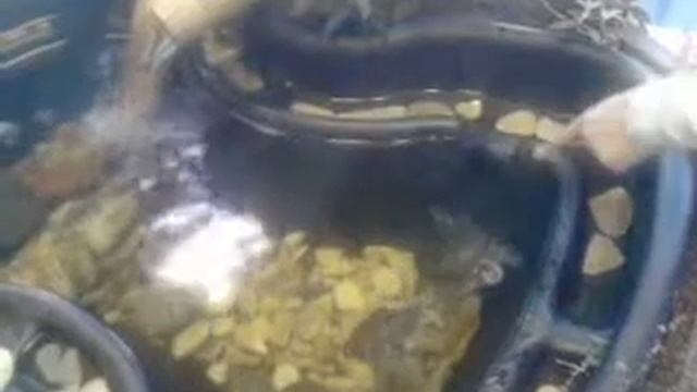 Бойцовская Черепаха! смотреть онлайн