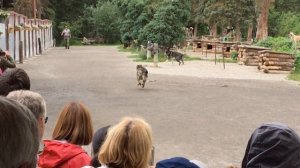 Alaska Husky Sled Dogs at Denali National Park:  The Team Dog