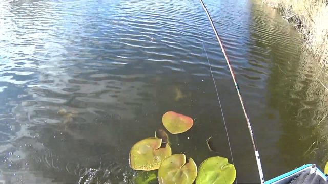 Гигантские амуры проверяют снасти на прочность! Канал Nowa Holandia. смотреть онлайн