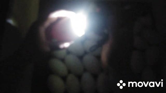 Закладка гусиного яйца в пенопластовый инкубатор и овоскопирование на 7 и 11 сутки смотреть онлайн