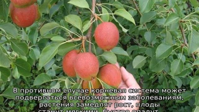 Груша Красуля смотреть онлайн