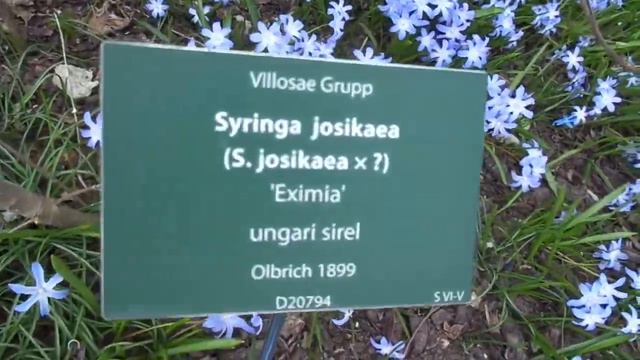 Под сиренью и горка 21.04.2015. 1 смотреть онлайн