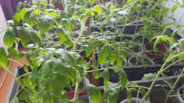 23.04.23 рассада томата готова к посадке, а на улице холодно. смотреть онлайн