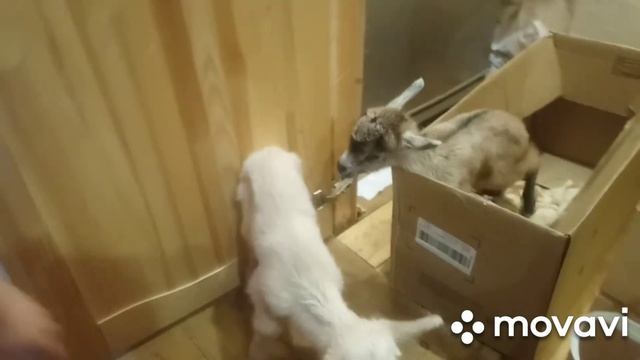 Прибавление в козьем семействе. смотреть онлайн