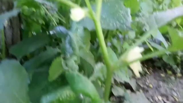 Лимонно жёлтый маленький цветок смотреть онлайн