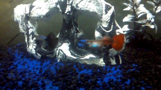 Fish fish смотреть онлайн