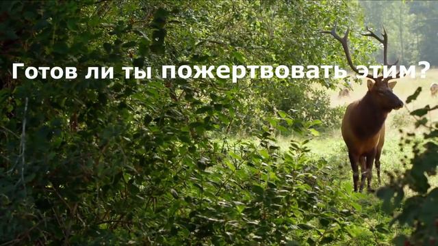 Красота природы hd: Вот она благодарность смотреть онлайн