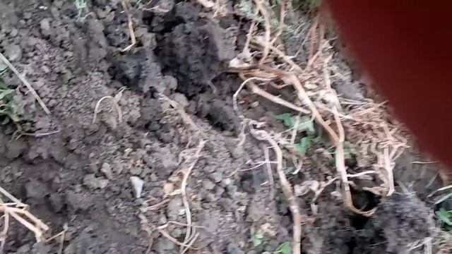 Картошка Мадлен смотреть онлайн