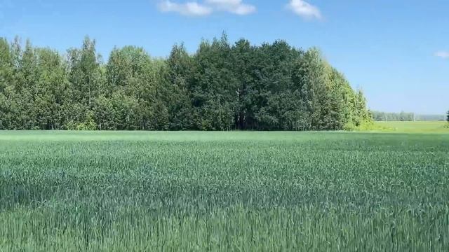 228/Переезд в Россию. Огород 6 соток в Сибири. Растёт все! Мы Уехали в Село, Курганская обл,Чимеево смотреть онлайн