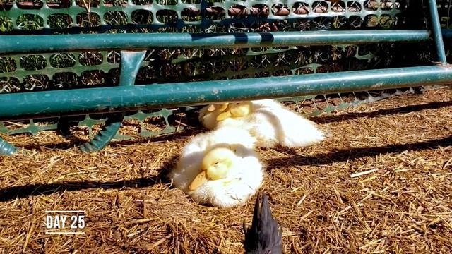 From Duckling to Adult in 45 DAYS! Crazy Pekin Duck Growth! смотреть онлайн