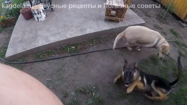 Шашлык из говяжьей печени и языка. Готовим на даче смотреть онлайн