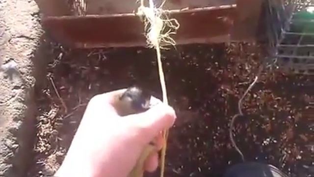 ловля синичек на западок смотреть онлайн