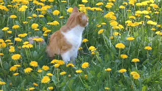 Нос у меня такой! Одуванчики здесь ни при чём:) Кот Геннадий Рыжиков. смотреть онлайн