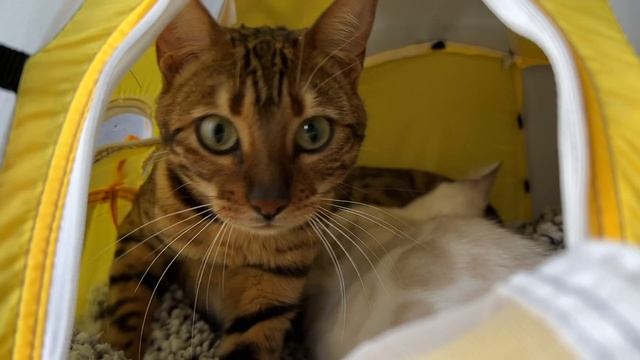 I Got A Bengal Cat For My Bengal Cat | Introducing the cats | One month update смотреть онлайн