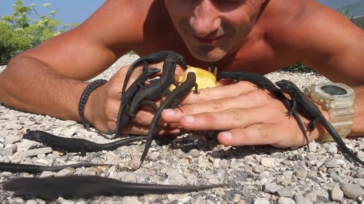 Кормление балеарских ящериц яблоком смотреть онлайн