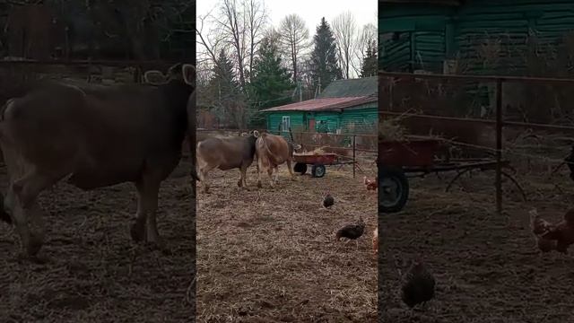 телочки Костромской породы выросли, стали нетеля смотреть онлайн