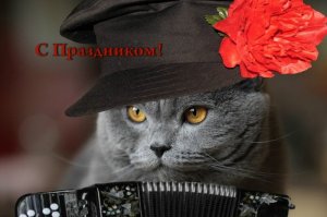 Пушистые домоседы   *   8 августа Всемирный день кошек