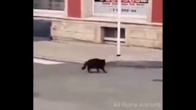 Я РЖАЛ ПОЛ ЧАСА/ СМЕШНЫЕ ЖИВОТНЫЕ КОТЫ СОБАКИ/ ПРИКОЛЫ 2020/ СМЕХ ДО СЛЁЗ смотреть онлайн